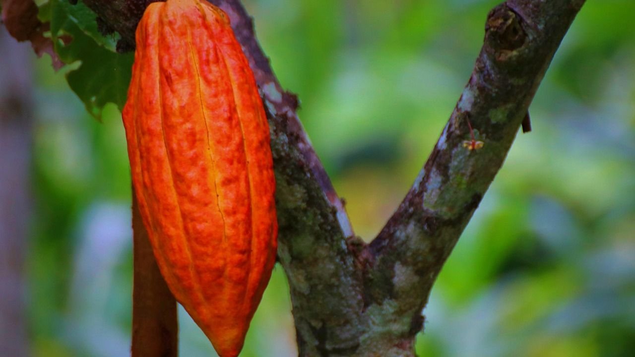 Cocoa Tree (Theobroma cacao): Floral formula, Systematic Position