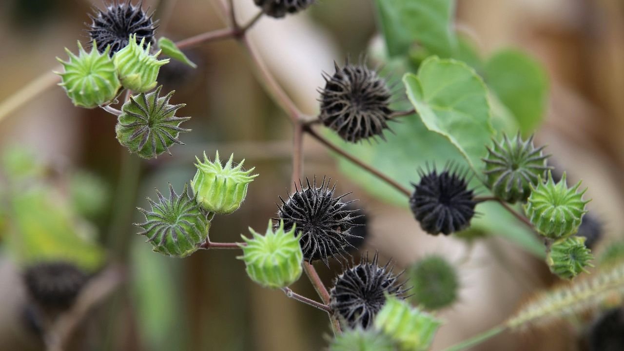 Velvetleaf (Abutilon theophrasti): Floral formula, Systematic Position