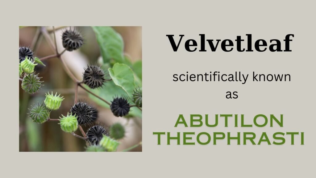 Velvetleaf (Abutilon theophrasti): Floral formula, Systematic Position