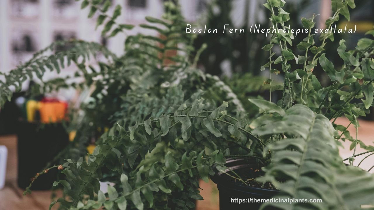 Hanging plant-Boston Fern plant in a pot on a table