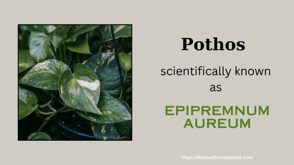 Hanging plant-Pothos: Floral formula