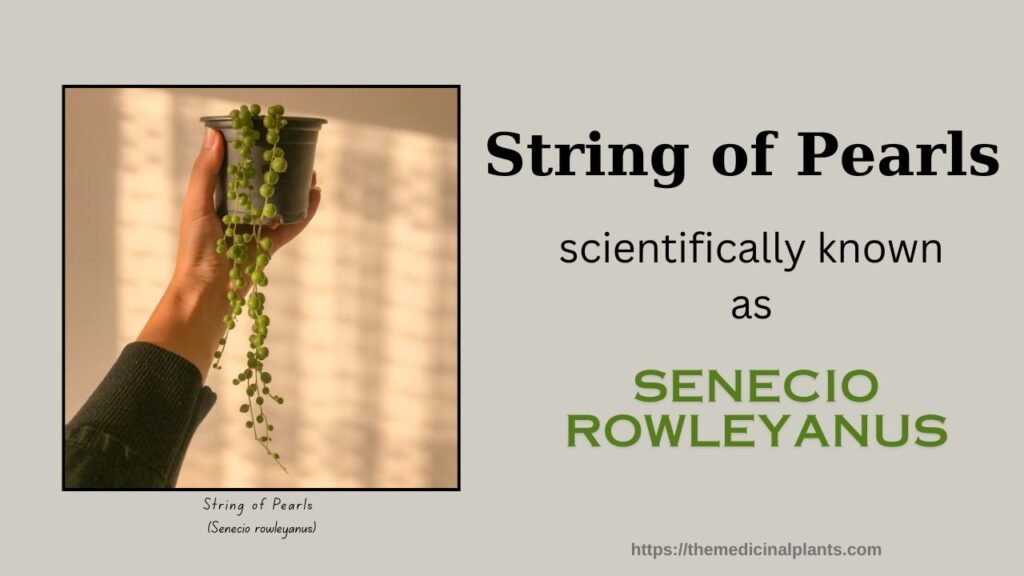 Hanging plant-String of Pearls: Floral formula