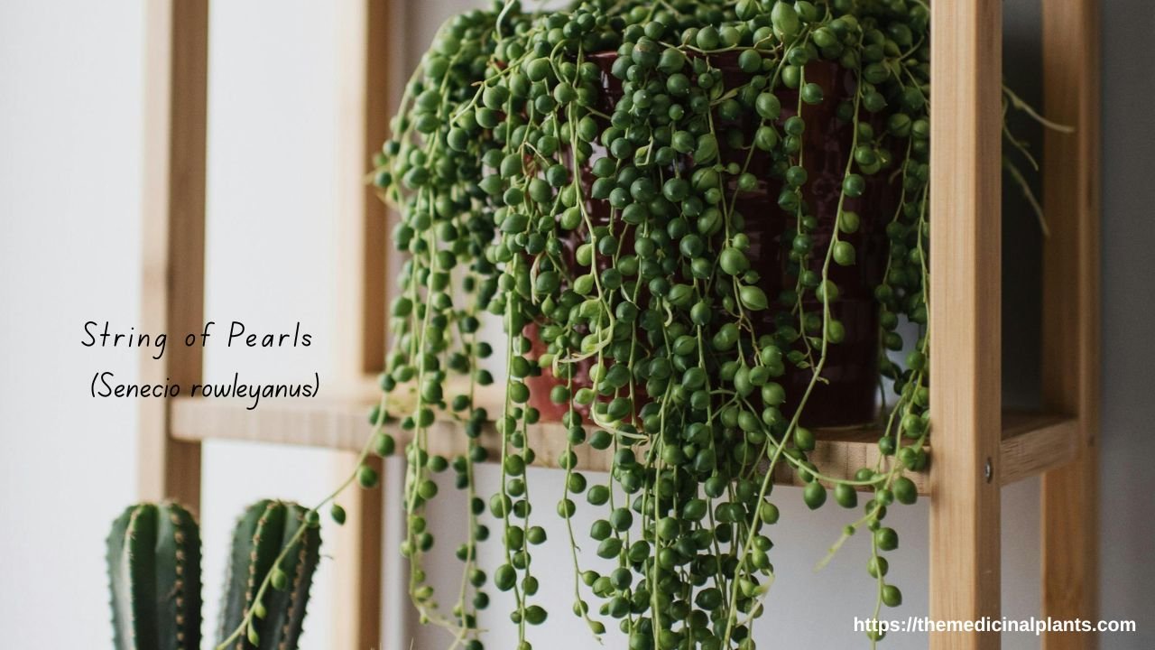 Hanging plant-String of Pearls plant in a pot