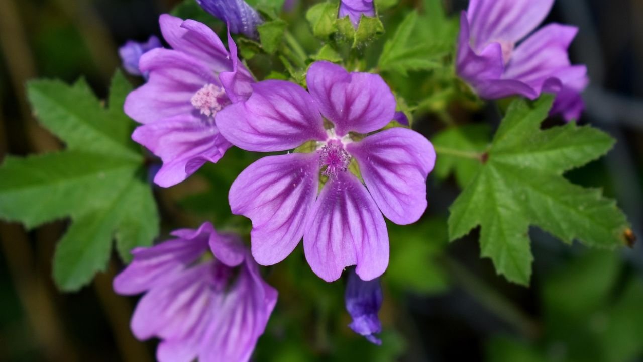 Malva plant: Floral formula, Systematic Position