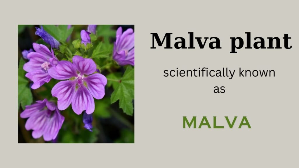 Malva plant: Floral formula, Systematic Position