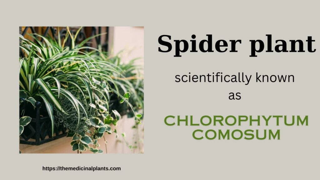 Spider plant: Floral formula, Systematic Position