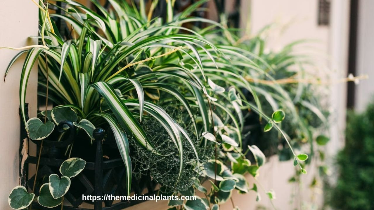 Spider plant in pot in the balcony