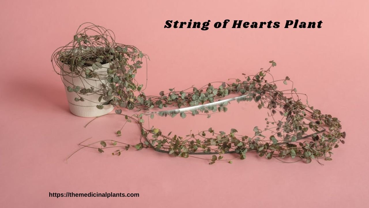 Hanging Plant-String of Hearts plant in pot on the floor