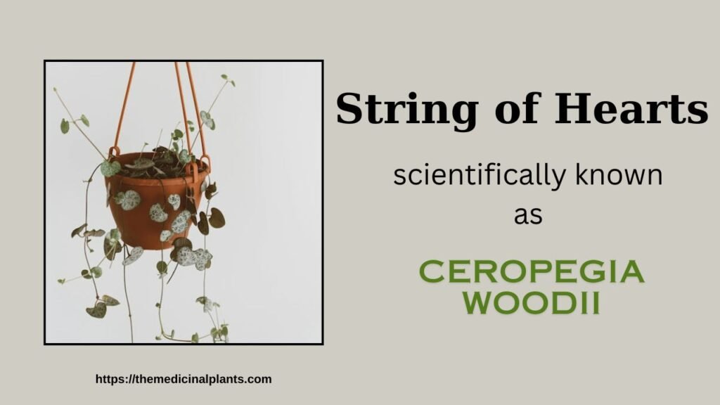 Hanging plant-String of Hearts: Floral formula