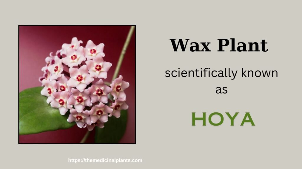 Hanging plant-Hoya: Floral formula