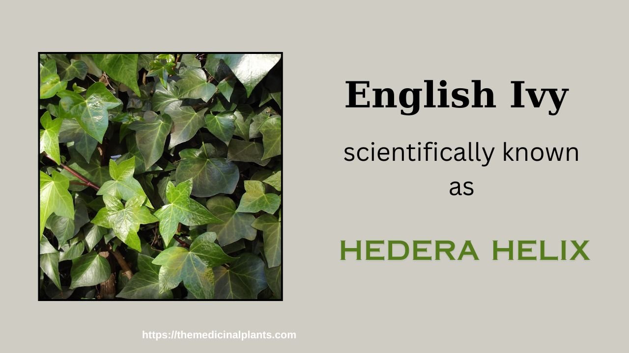 Hanging plant-hedera helix: Floral formula