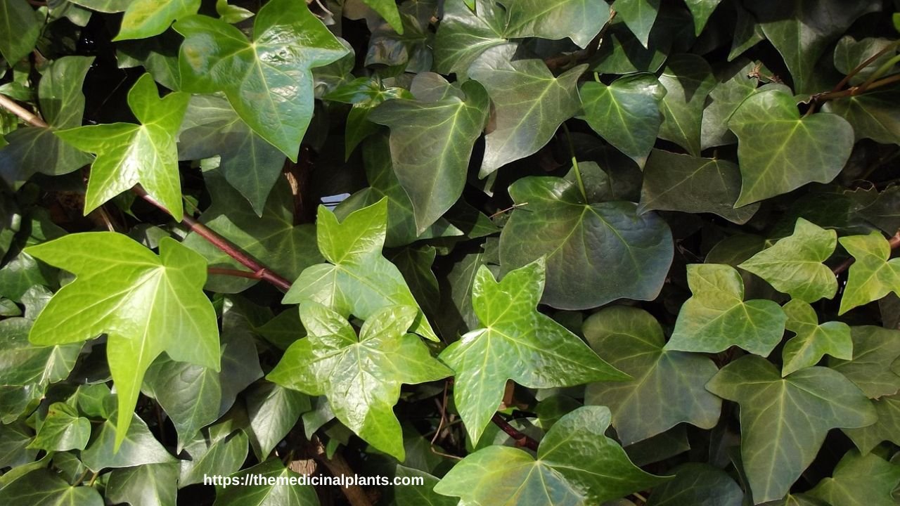 Hanging plant-hedera helix: Floral formula