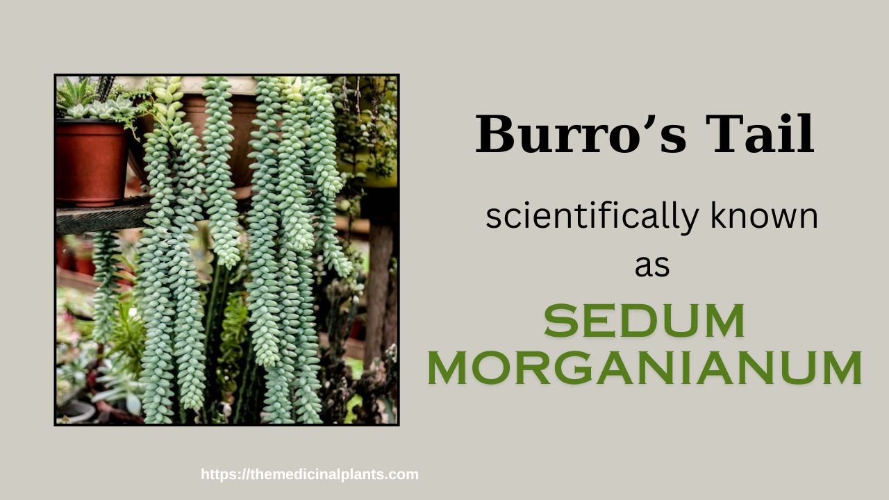 Hanging plant- Burro’s Tail: Floral formula