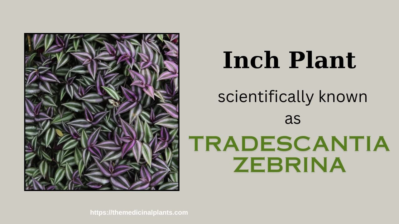 Hanging plant- Inch Plant: Floral formula