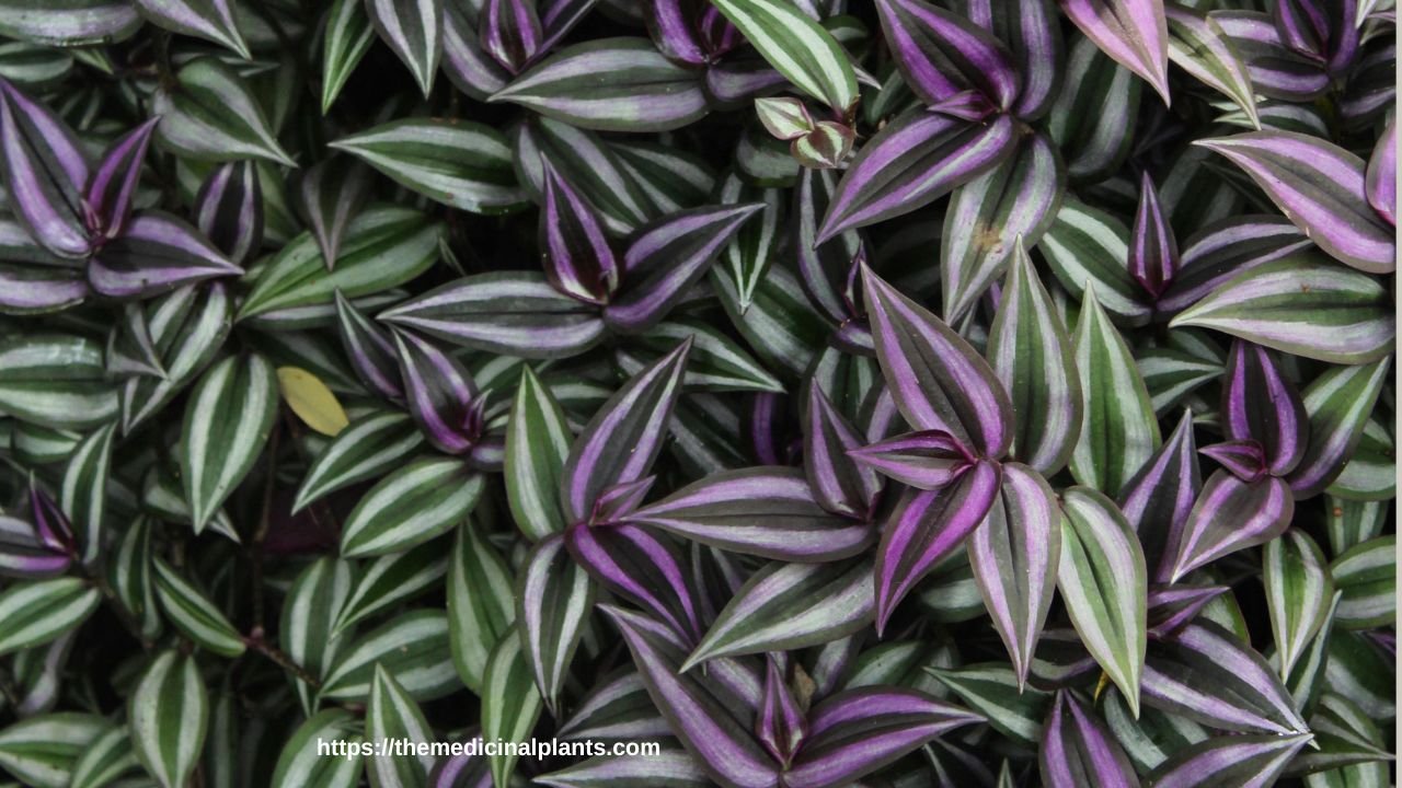 Hanging plant- Inch Plant: Floral formula