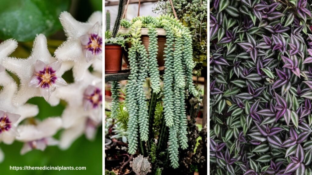 Comparison Between Hoya, Burro's Tail, and Wandering Jew Hanging Plants