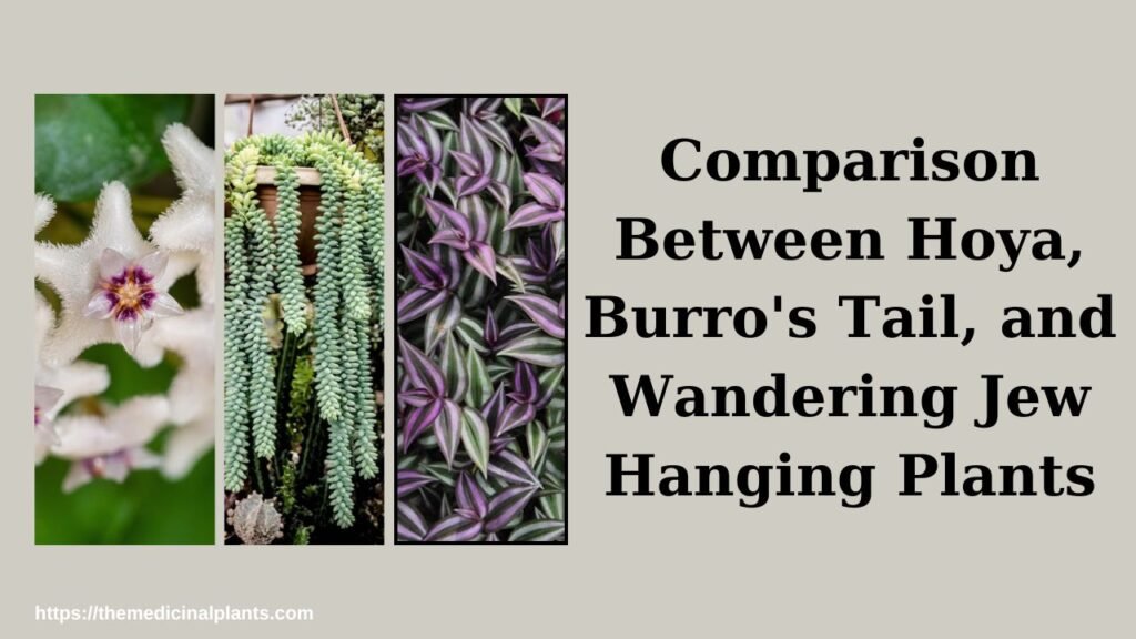 Comparison Between Hoya, Burro's Tail, and Wandering Jew Hanging Plants