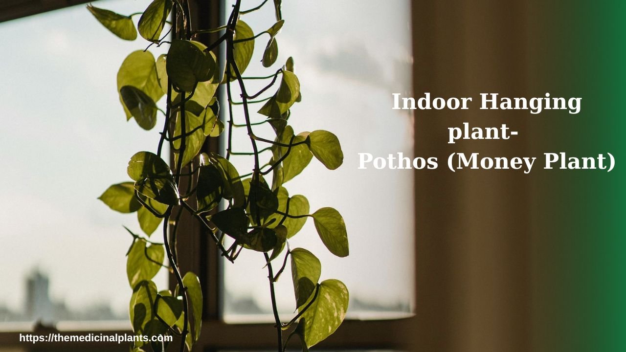 Indoor Hanging plant- Pothos (Money Plant): Floral formula