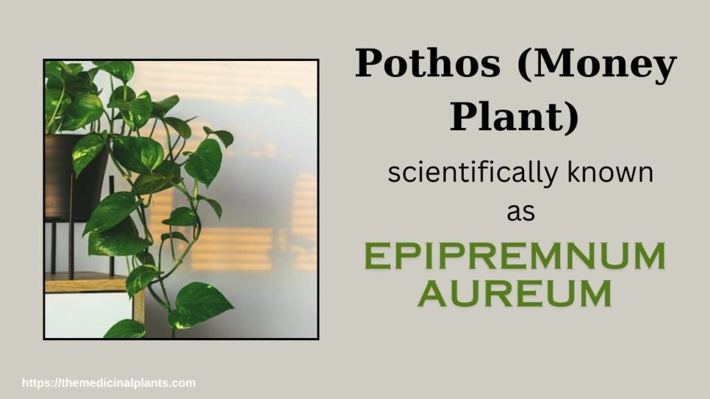 Indoor Hanging plant- Pothos (Money Plant): Floral formula