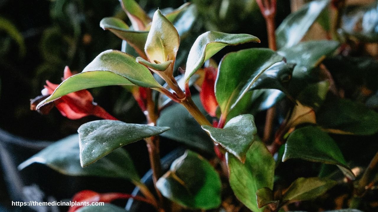 Indoor Hanging plant- Aeschynanthus radicans: Floral formula