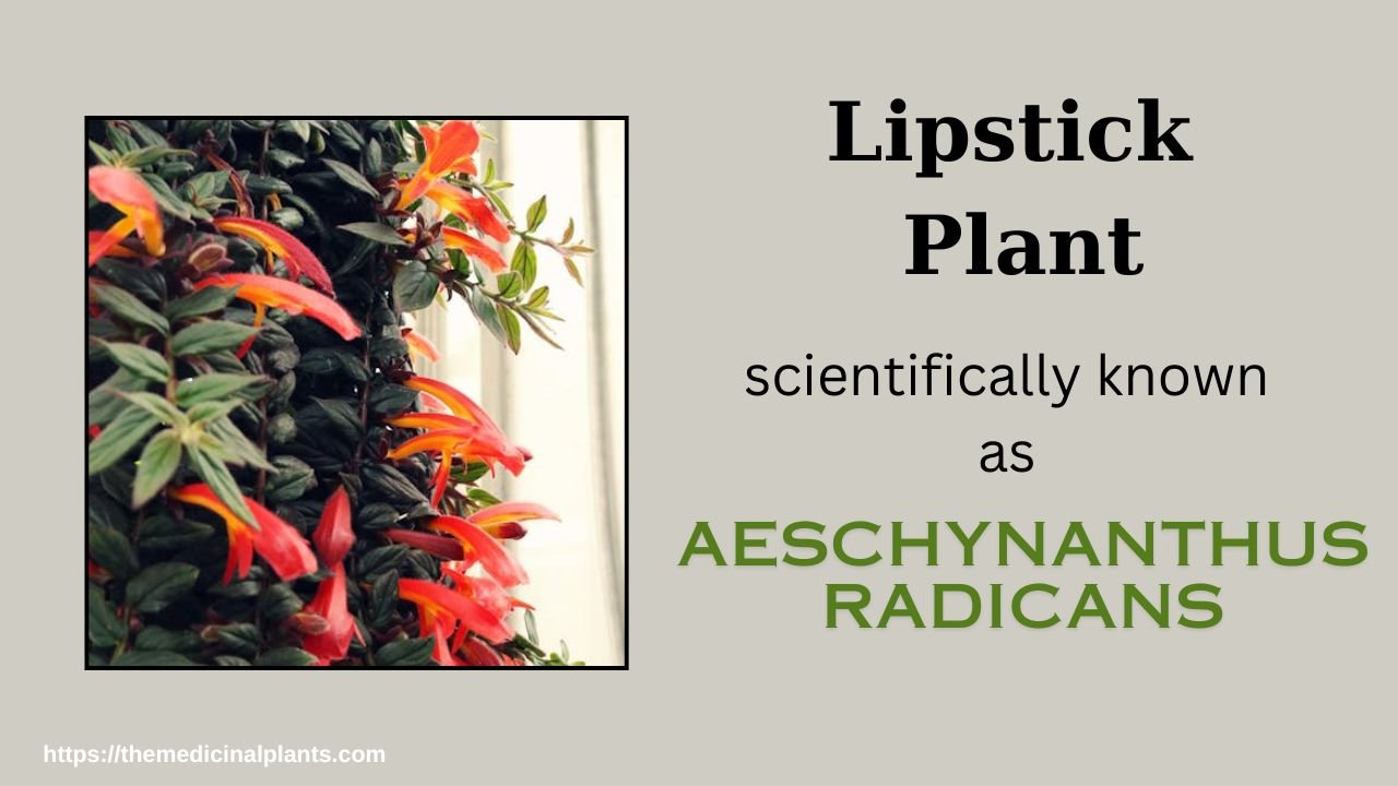 Indoor Hanging plant- Aeschynanthus radicans: Floral formula