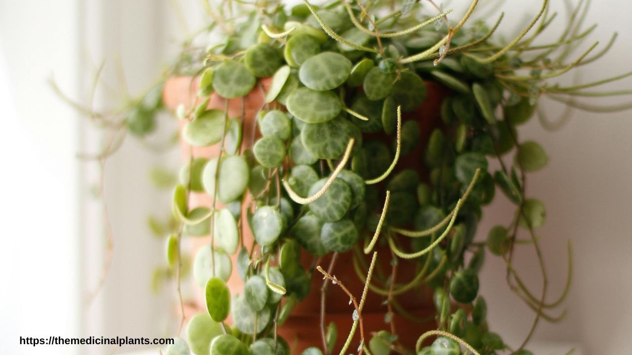 Dischidia nummularia indoor hanging plant