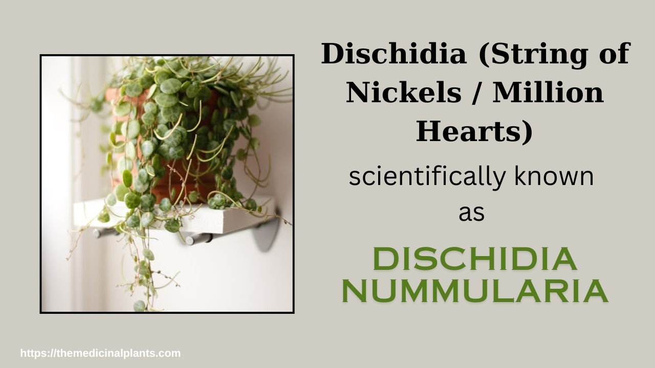 Indoor Hanging plant- Dischidia: Floral formula