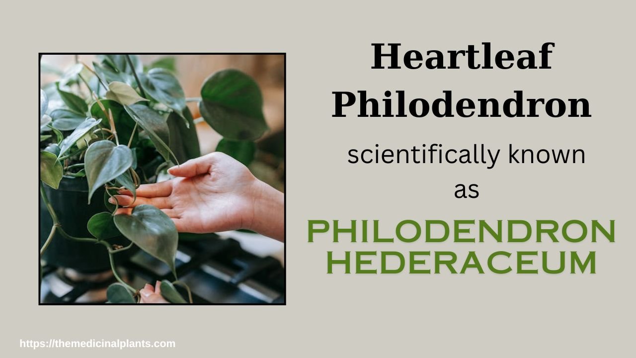 Indoor Hanging plant- Heartleaf Philodendron: Floral formula