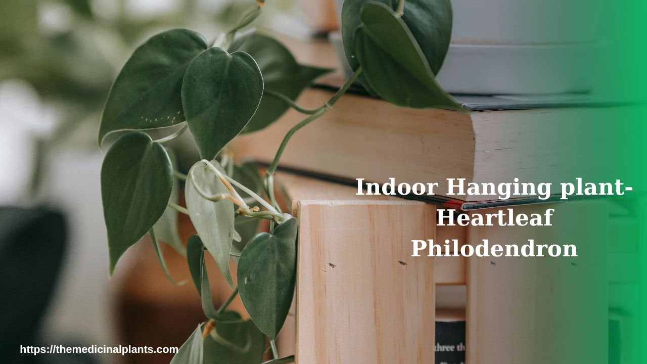 Indoor Hanging plant- Heartleaf Philodendron