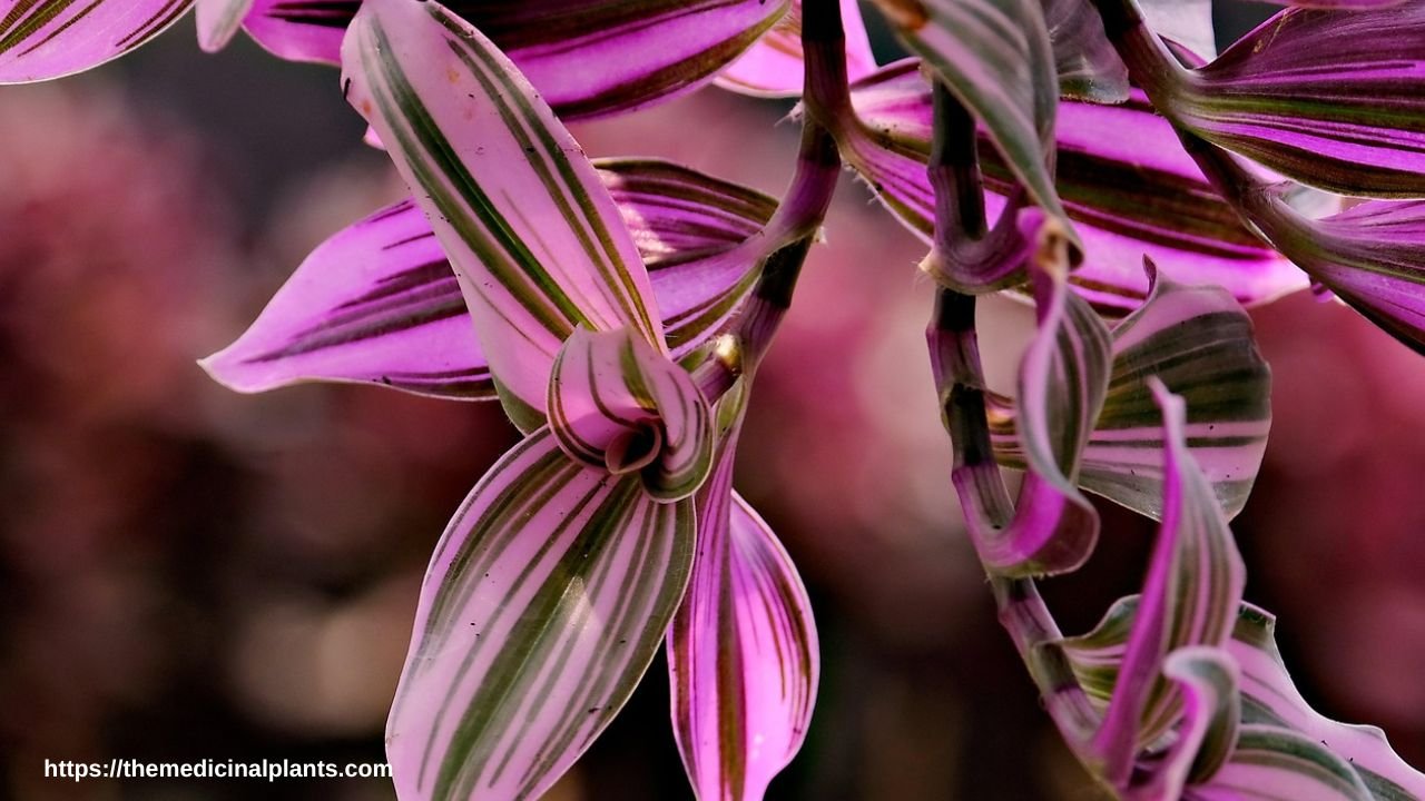 Indoor Hanging plant- Tradescantia (Wandering Jew): Floral formula