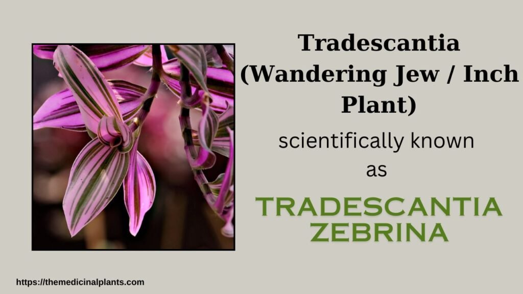 Indoor Hanging plant- Tradescantia (Wandering Jew): Floral formula