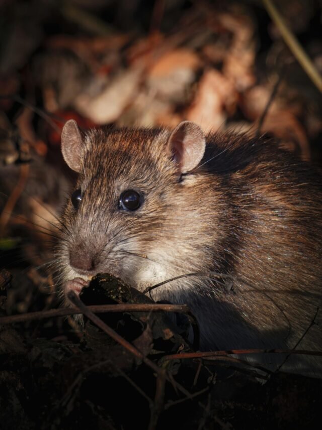 What is Hantavirus? Learn About the Risks and Prevention