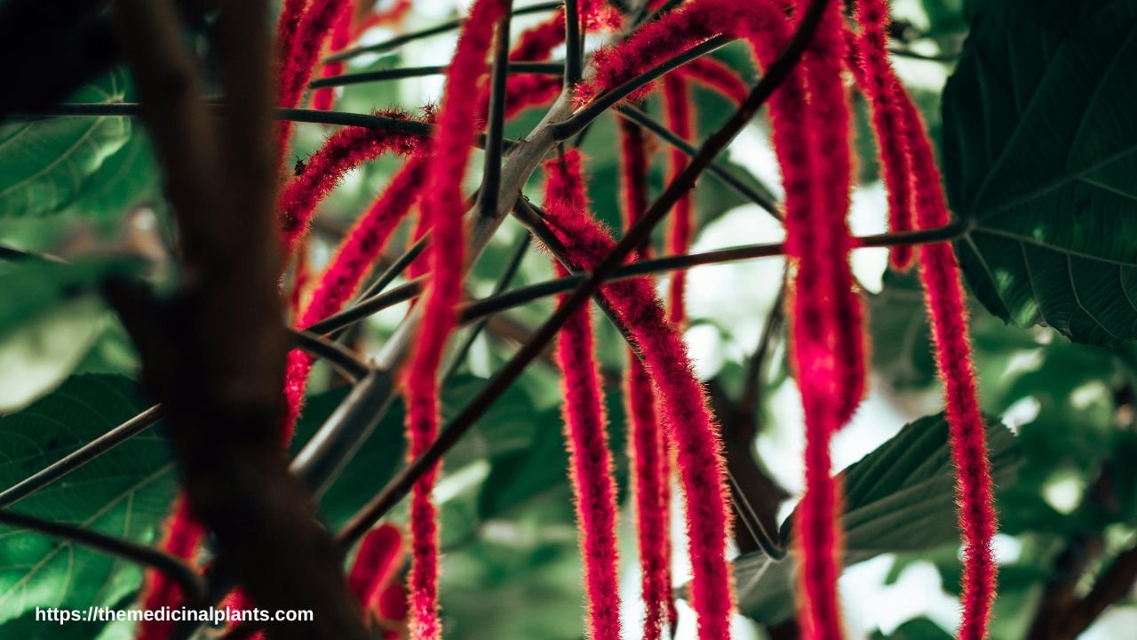 Indoor Hanging plant- Chenille Plant: Floral formula