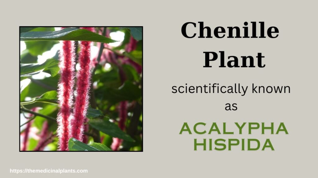 Indoor Hanging plant- Chenille Plant: Floral formula