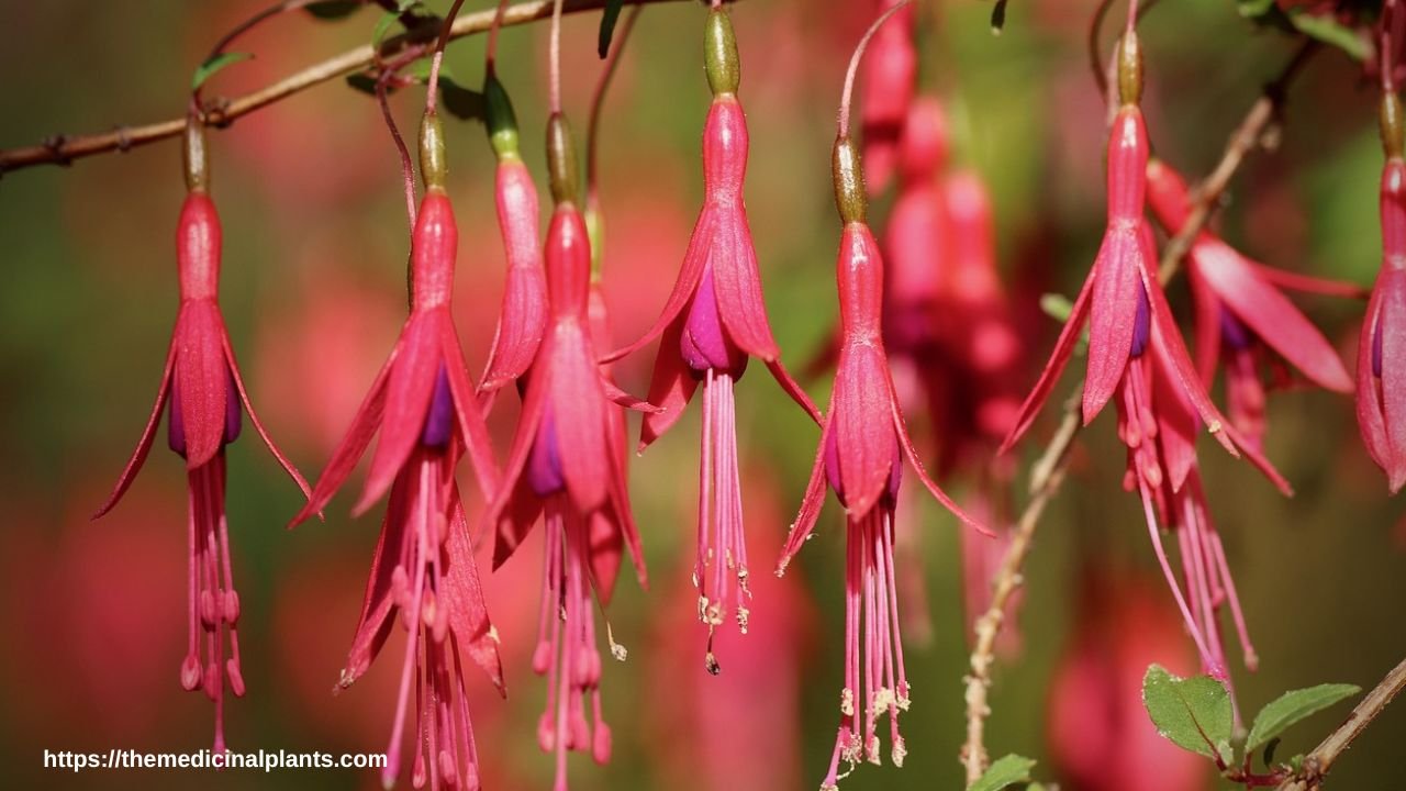 Indoor Hanging plant- Fuchsia hybrida: Floral formula