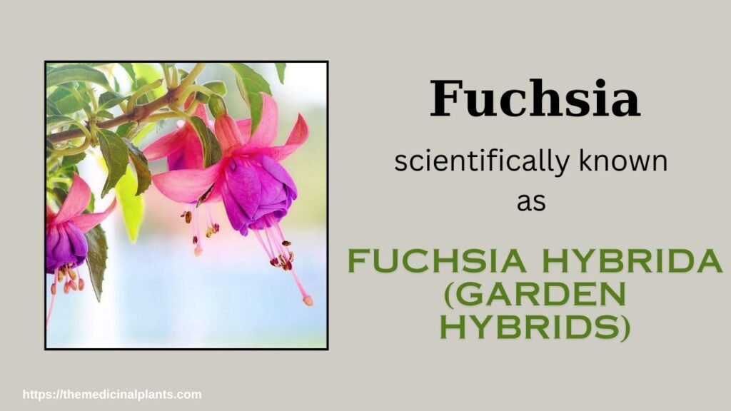 Indoor Hanging plant- Fuchsia hybrida: Floral formula