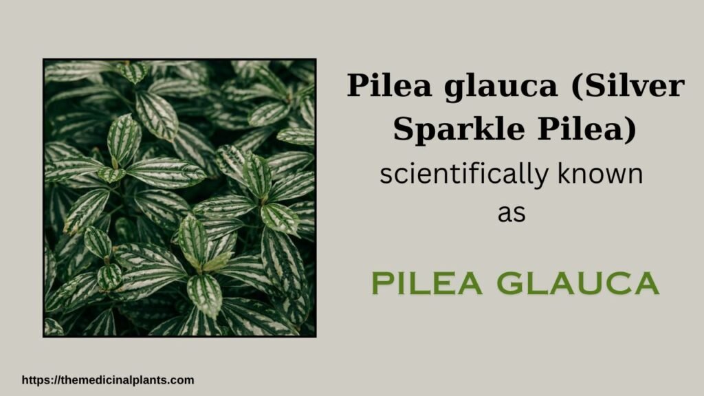Indoor Hanging plant- Pilea glauca: Floral formula