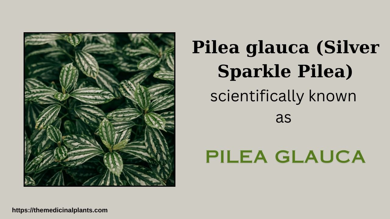 Indoor Hanging plant- Pilea glauca: Floral formula