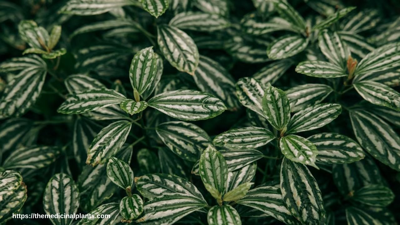 Indoor Hanging plant- Pilea glauca: Floral formula