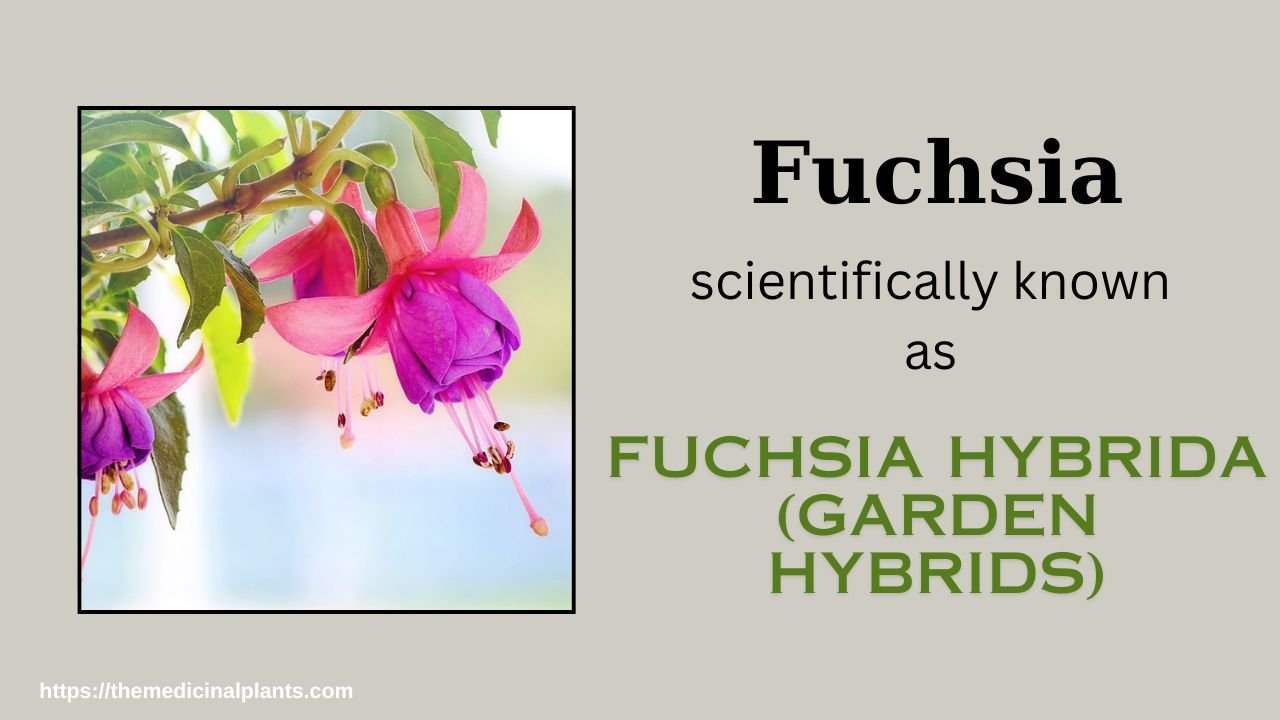 Indoor Hanging plant- Fuchsia hybrida: Floral formula