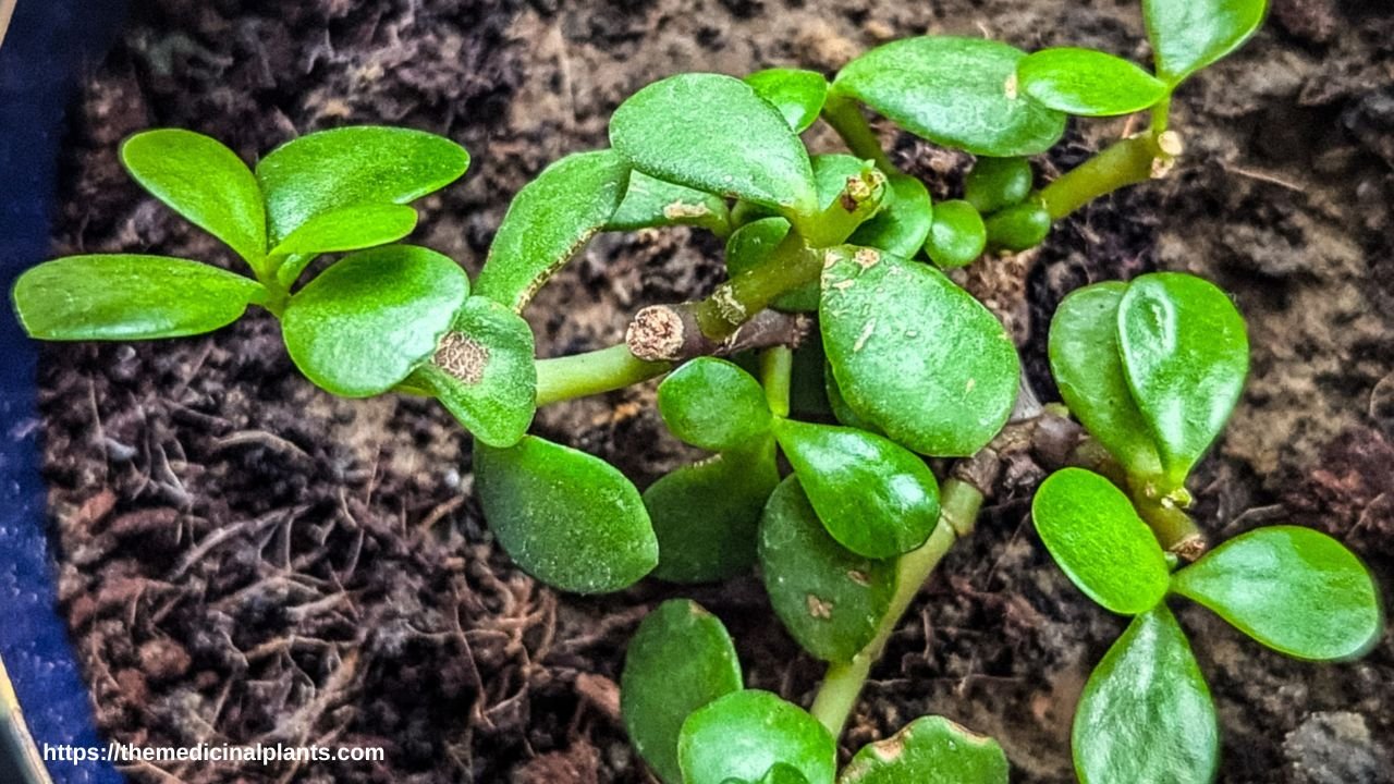 Indoor Hanging plant- Peperomia rotundifolia: Floral formula