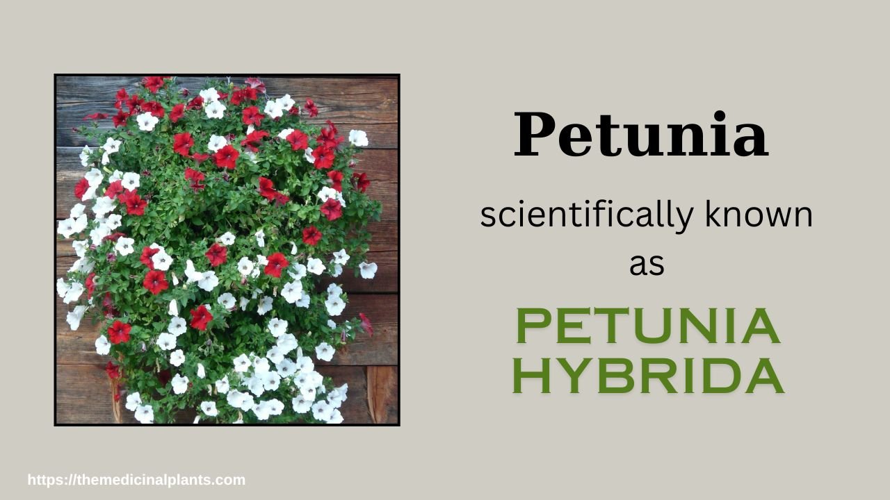 Indoor Hanging plant- Petunia: Floral formula