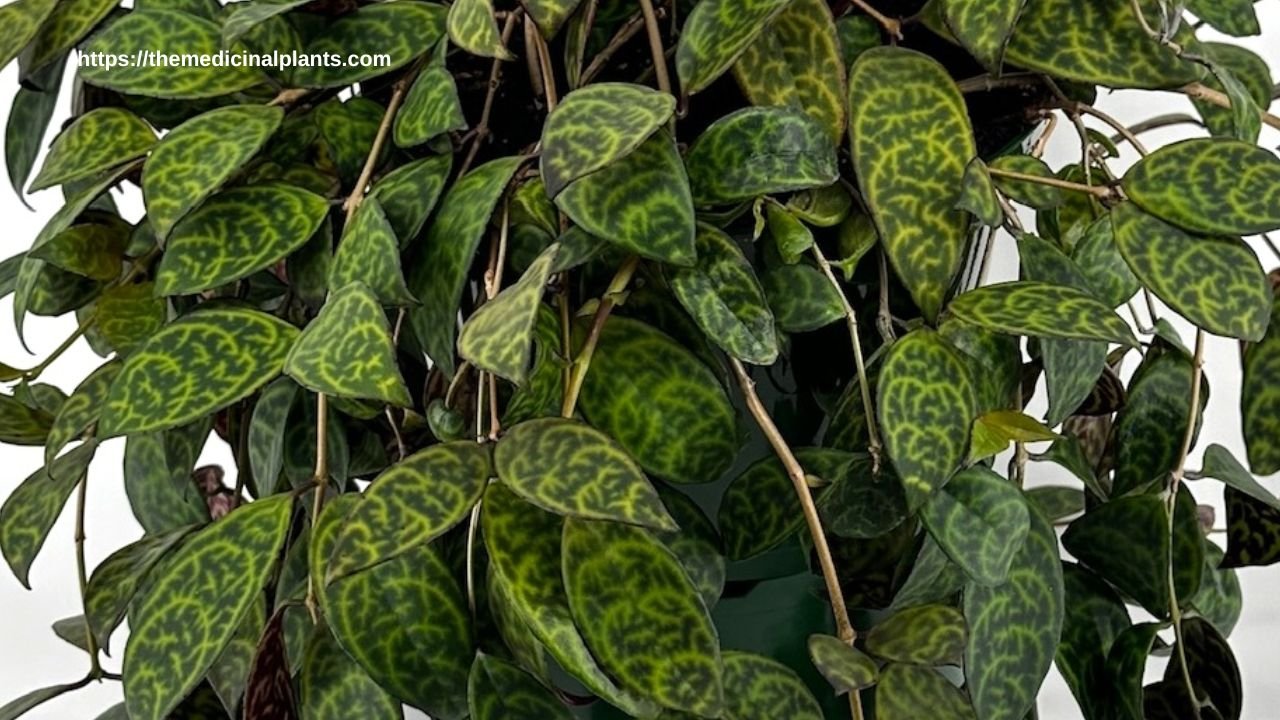 Indoor Hanging plant- Aeschynanthus longicaulis: Floral formula