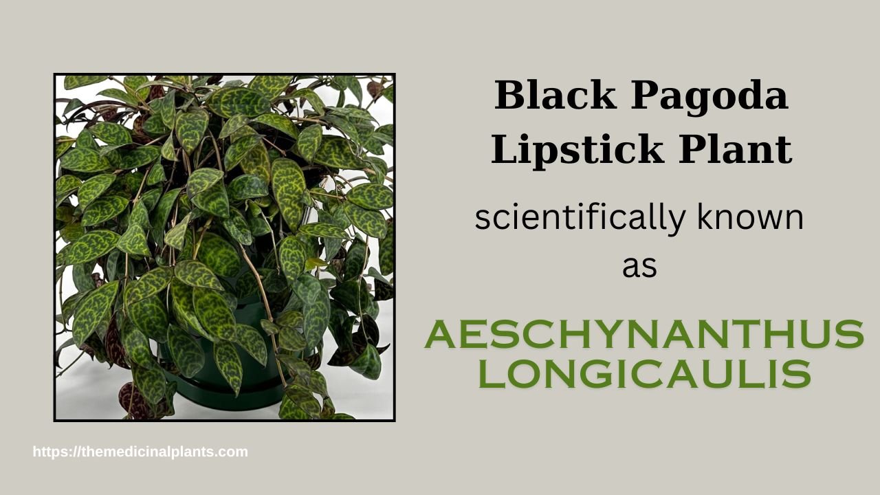 Indoor Hanging plant- Aeschynanthus longicaulis: Floral formula