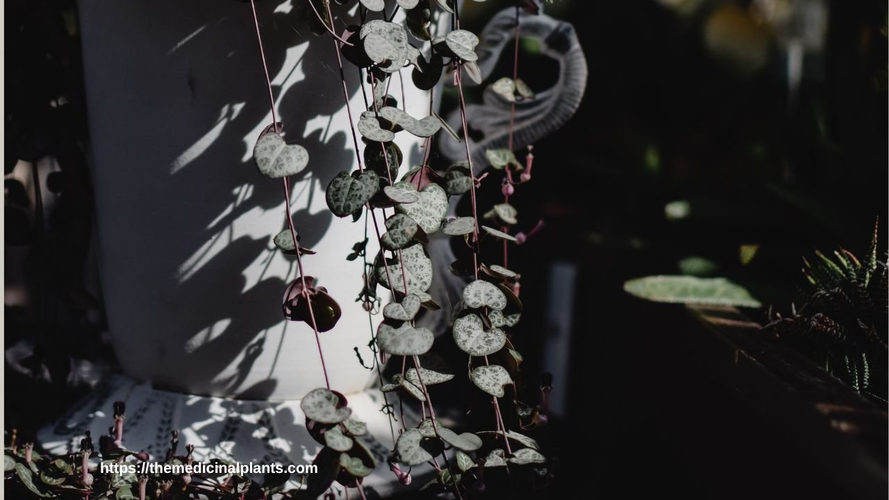 Indoor Hanging plant- Ceropegia linearis: Floral formula