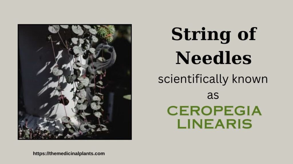 Indoor Hanging plant- Ceropegia linearis: Floral formula