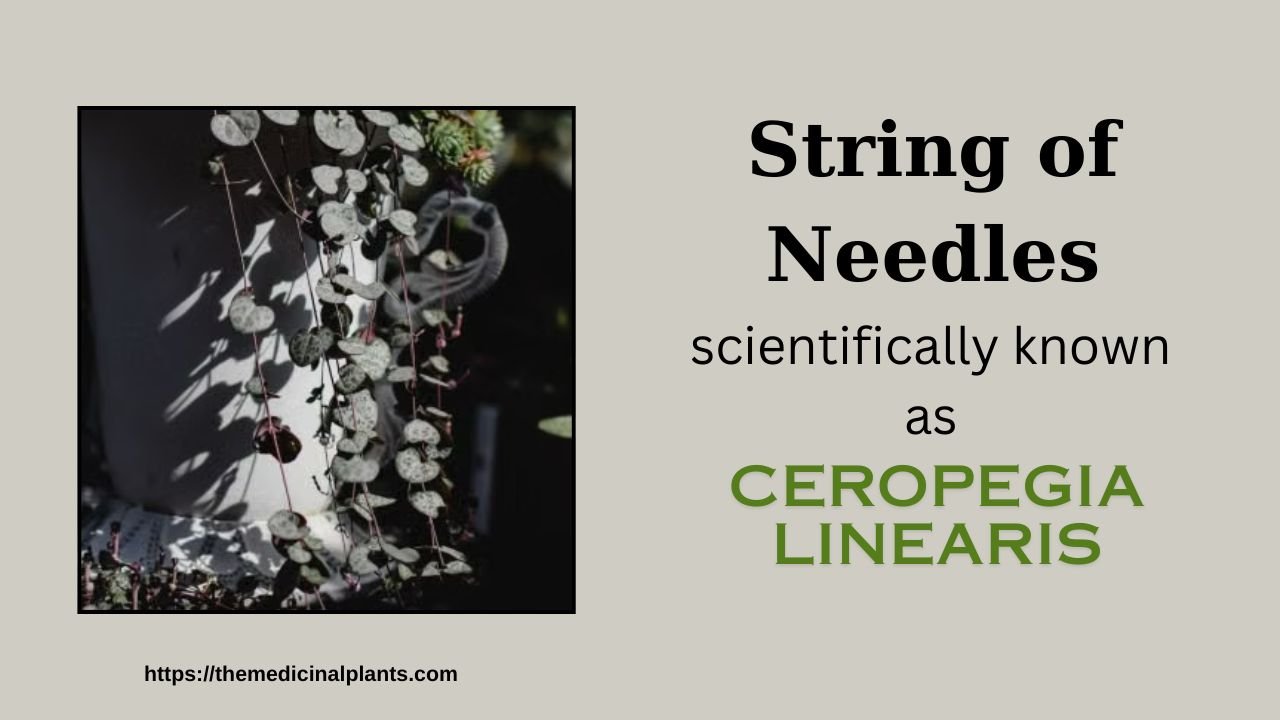 Indoor Hanging plant- Ceropegia linearis: Floral formula