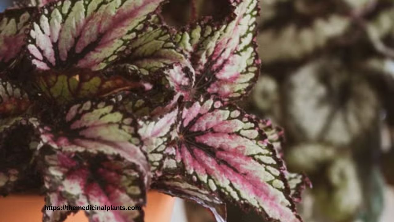Indoor Hanging plant- Cissus discolor: Floral formula