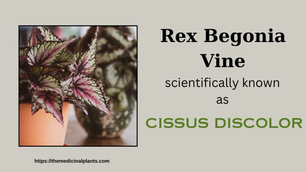 Indoor Hanging plant- Cissus discolor: Floral formula