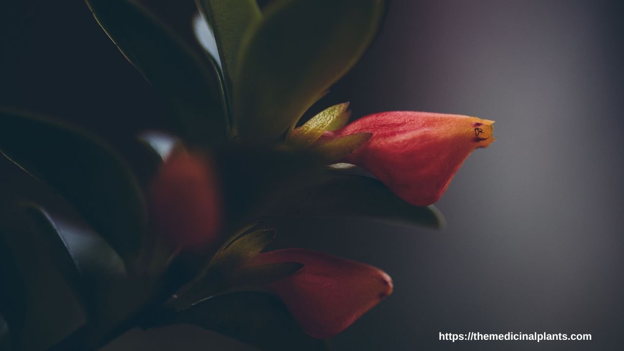 Indoor Hanging plant- Nematanthus gregarius: Floral formula